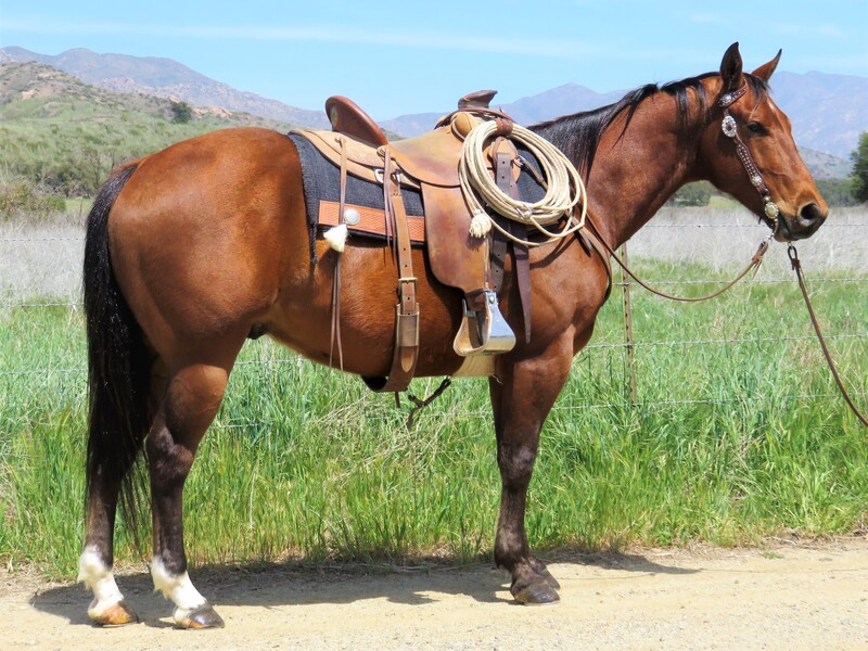 Hilltop Bio Announces Free Regenerative Therapy for Horses. The efficacy in this regenerative matrix is related to a full spectrum of growth 