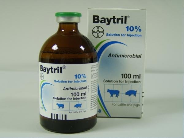 Baytril For Dogs, Baytril® 5% injectable solution is indicated for the therapy of infectious diseases in cattle where clinical experience, 